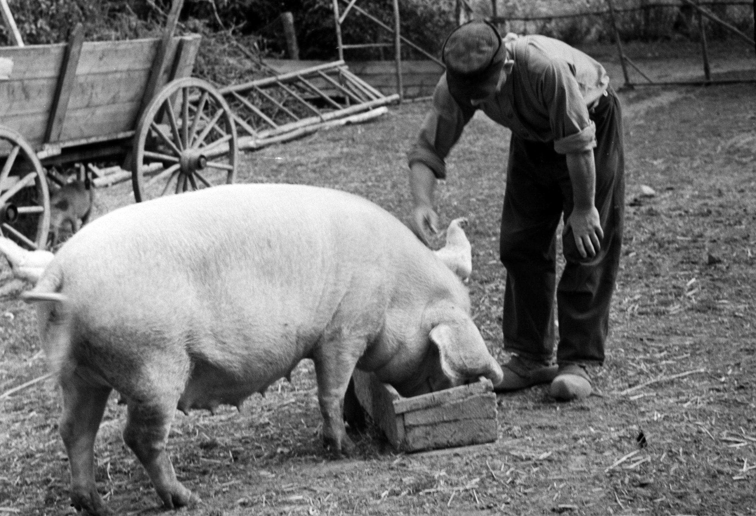 Kollektivierung der Landwirtschaft - Die DNA des Ostens